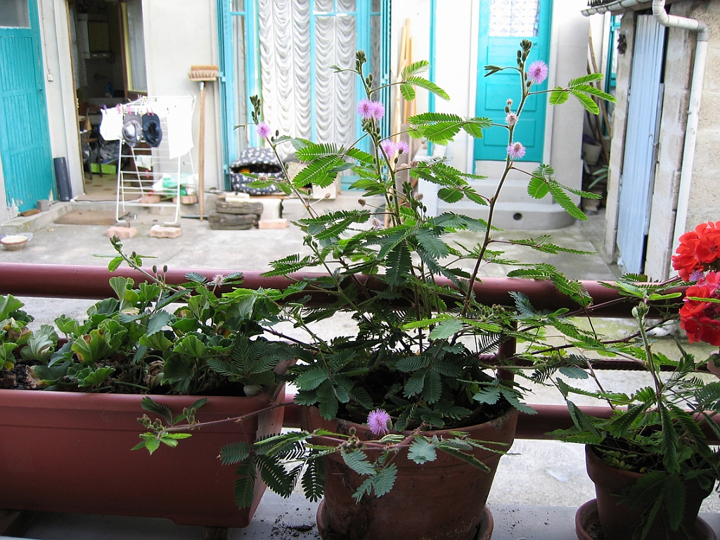 Mimosa sensitive 6.jpg